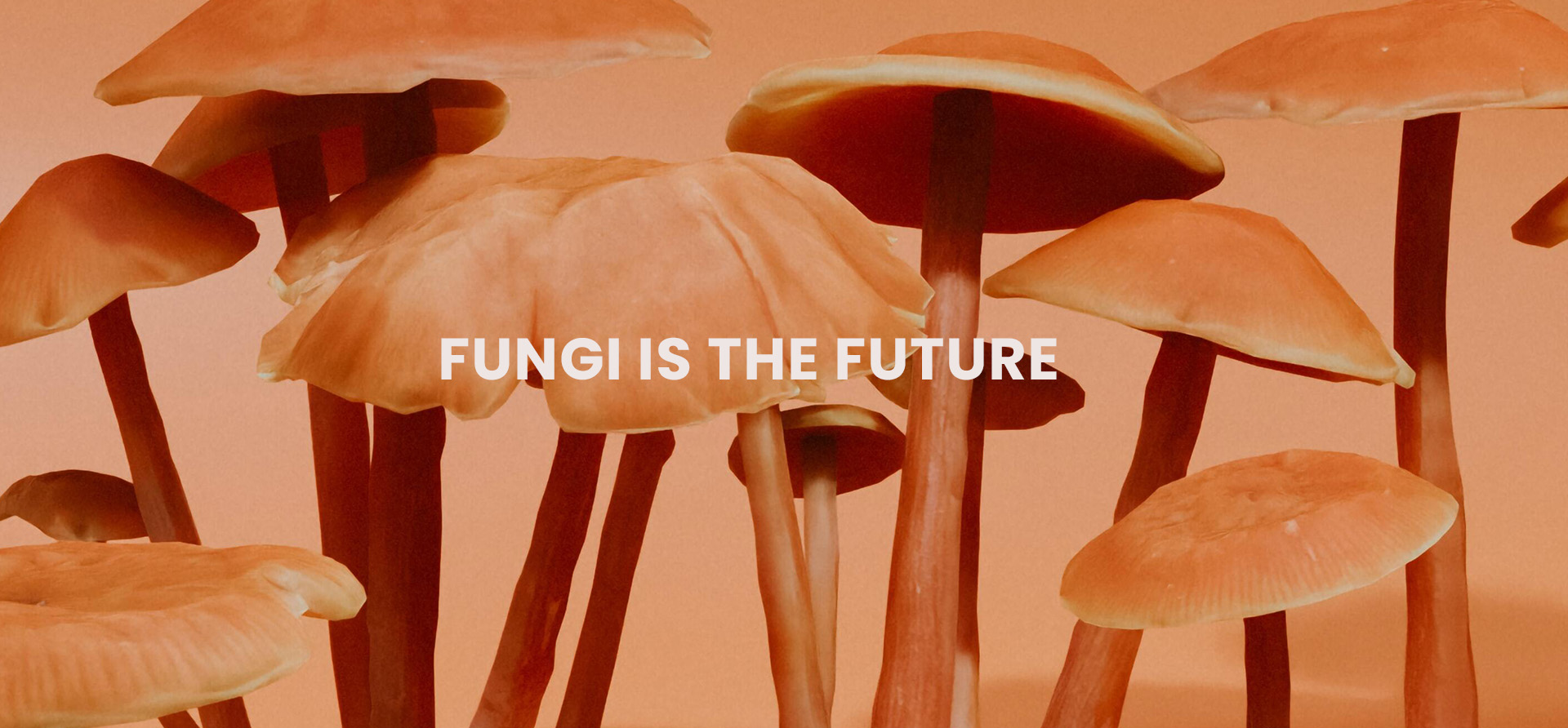 Fungi is the future. The natural material turns out to be a fantastic alternative to plastic packaging.